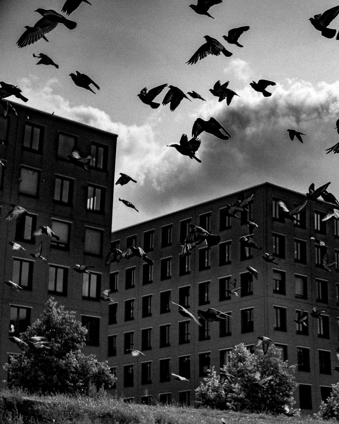 A flock of birds over an apartment block