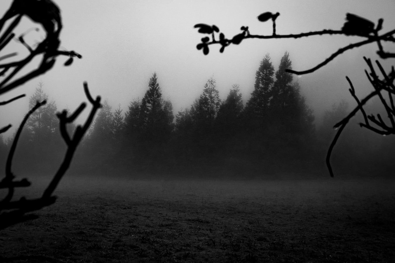 Trees in fog behind bare branches